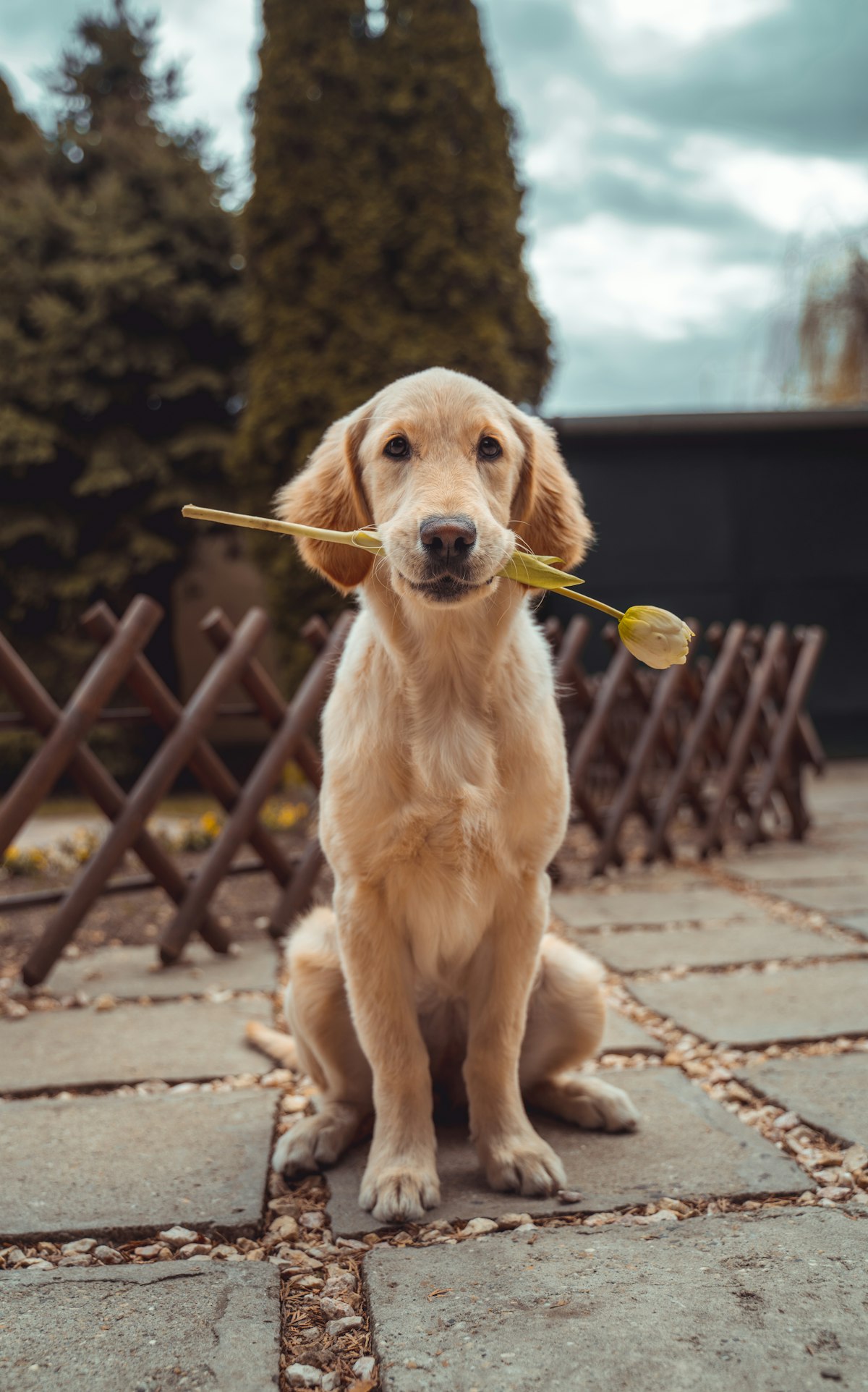 Dog sitting outdoors