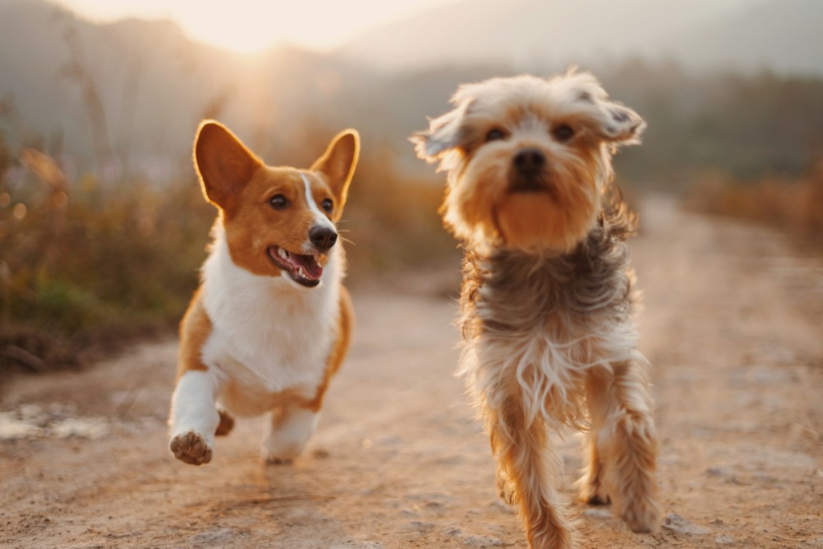Two happy dogs running outdoors