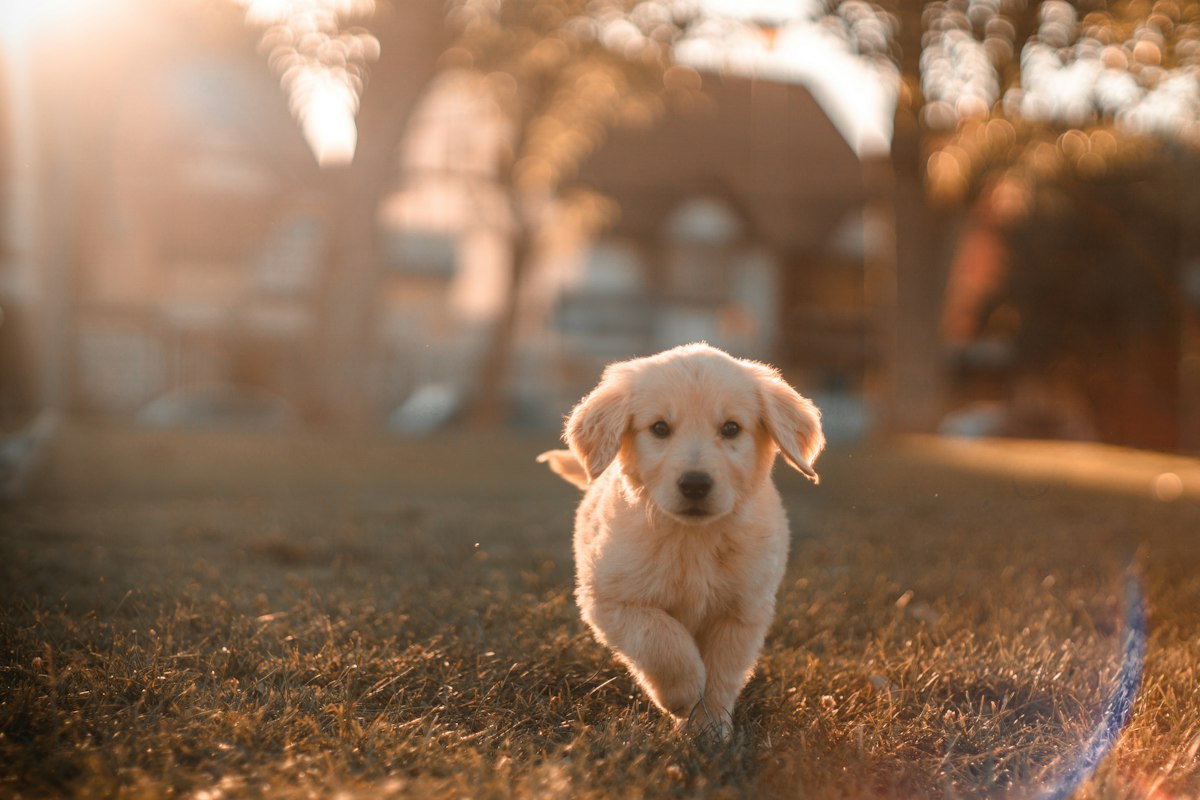 Golden retriever puppy walking in warm evening light
